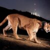 Second mountain lion dies near Los Angeles A month after the death of famous cougar