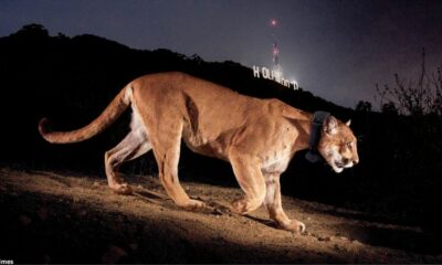 Second mountain lion dies near Los Angeles A month after the death of famous cougar