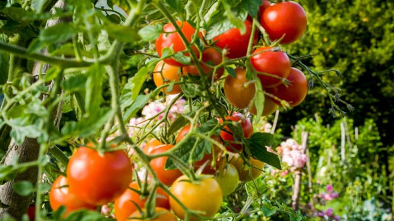 Tomatoes have been linked to recent spike in salmonella cases